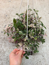 Load image into Gallery viewer, Tradescantia sp. 6" Basket - Tricolour Inch Plant