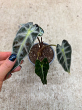 Load image into Gallery viewer, Alocasia amazonica 'Bambino' 4"