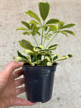Load image into Gallery viewer, Schefflera Ivory  4" - Variegated Umbrella Plant