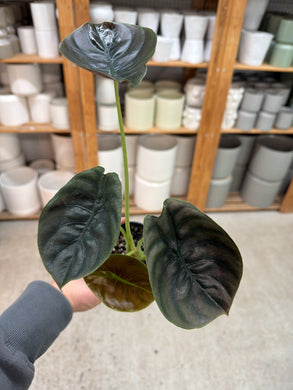 Alocasia cuprea 'Red Secret' 4