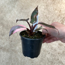 Load image into Gallery viewer, Philodendron Pink Princess Marble 4&quot;