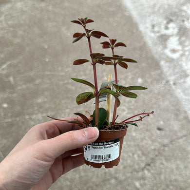 Peperomia 'Ruebella' 2.25