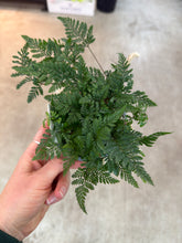 Load image into Gallery viewer, Davallia fejeensis 4&quot; - Rabbit Foot Fern