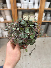 Load image into Gallery viewer, Ceropegia woodii 4" - String of Hearts