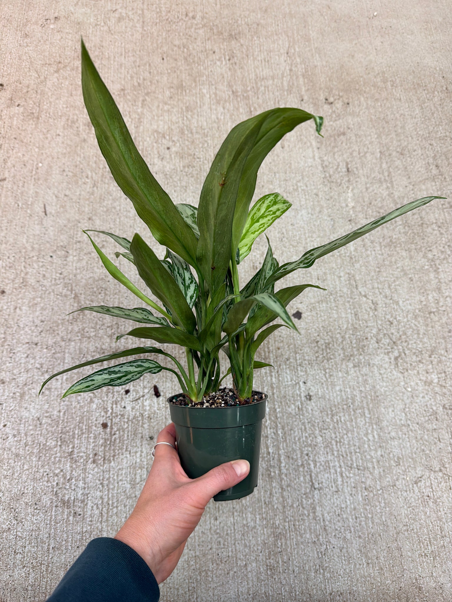 aglaonema bryant queen Aglaonema Bryant Queen 4"