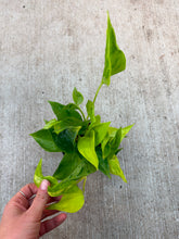 Load image into Gallery viewer, Epipremnum Sao Paulo 4" - Pothos