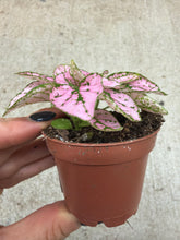 Load image into Gallery viewer, Hypoestes phyllostachya 2.25" - Polka Dot Plant