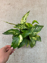 Load image into Gallery viewer, Epipremnum pinnatum Yellow Sunrise 6" - Pothos