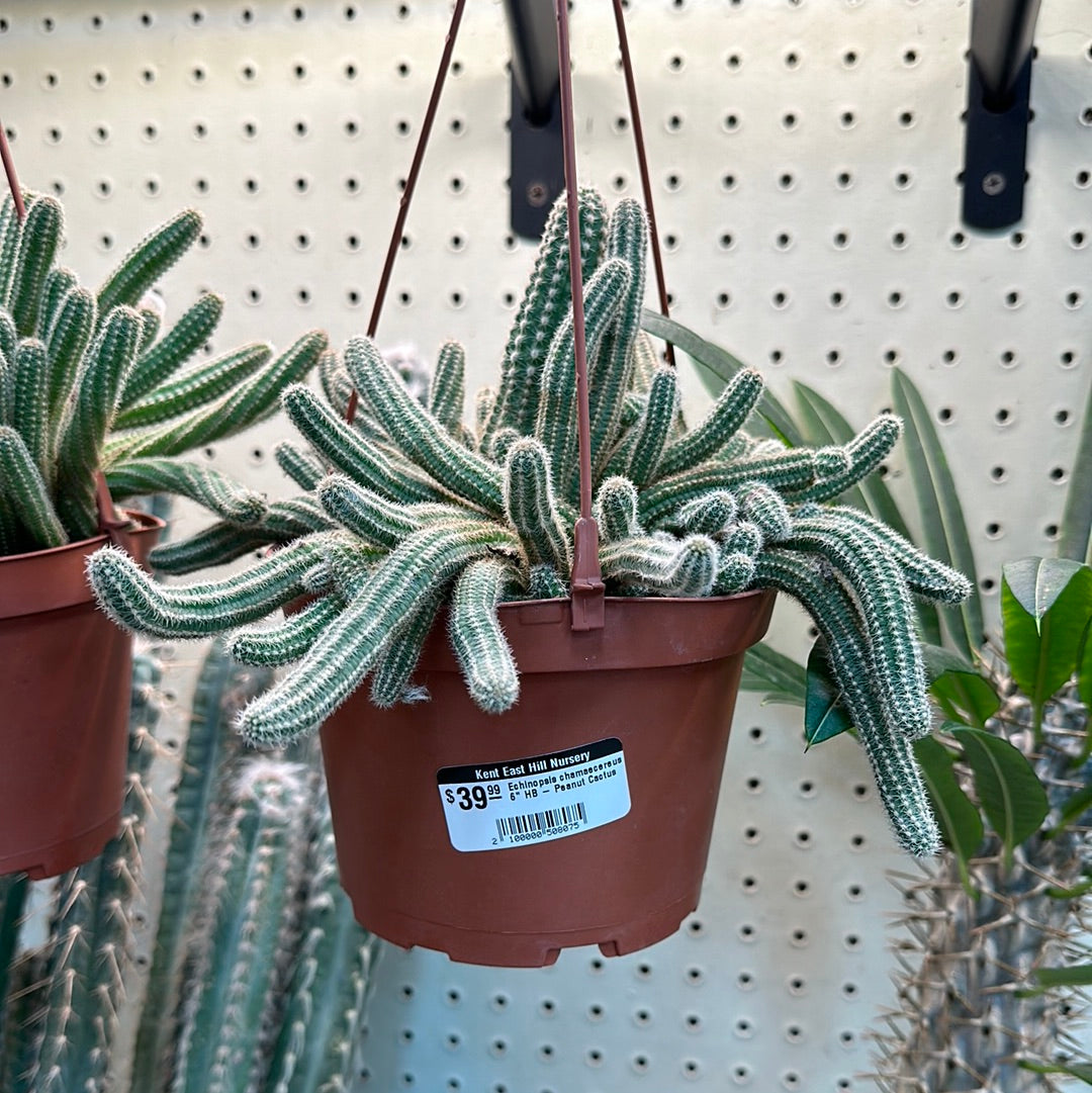 e cactus Echinopsis chamaecereus 6