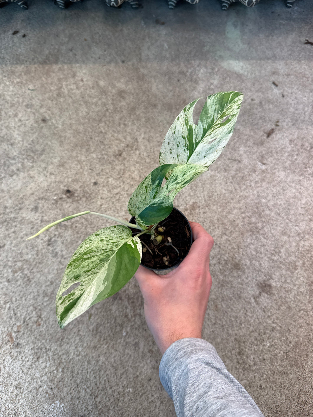 Epipremnum pinnatum marble variegata  3