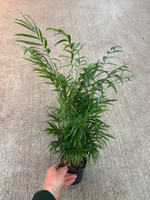 Load image into Gallery viewer, Chamaedorea elegans 4&quot; - Neanthe Bella Palm