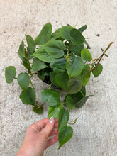 Load image into Gallery viewer, Philodendron cordatum 6" - Heartleaf Philodendron