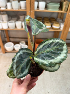 Calathea Shine Star 4"  Kent East Hill Nursery