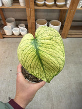 Load image into Gallery viewer, Monstera White Monster 4&quot;