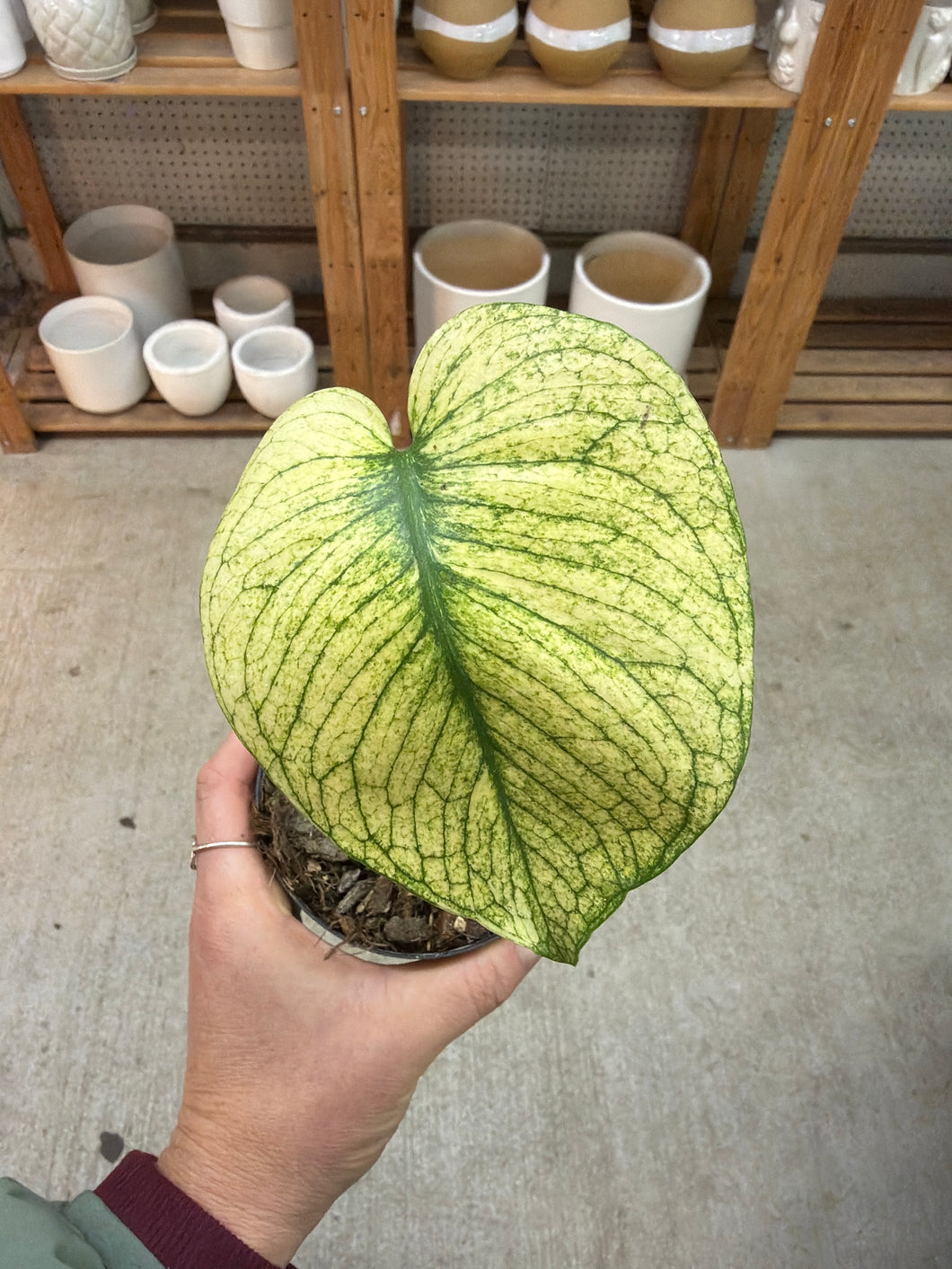 Monstera White Monster 4
