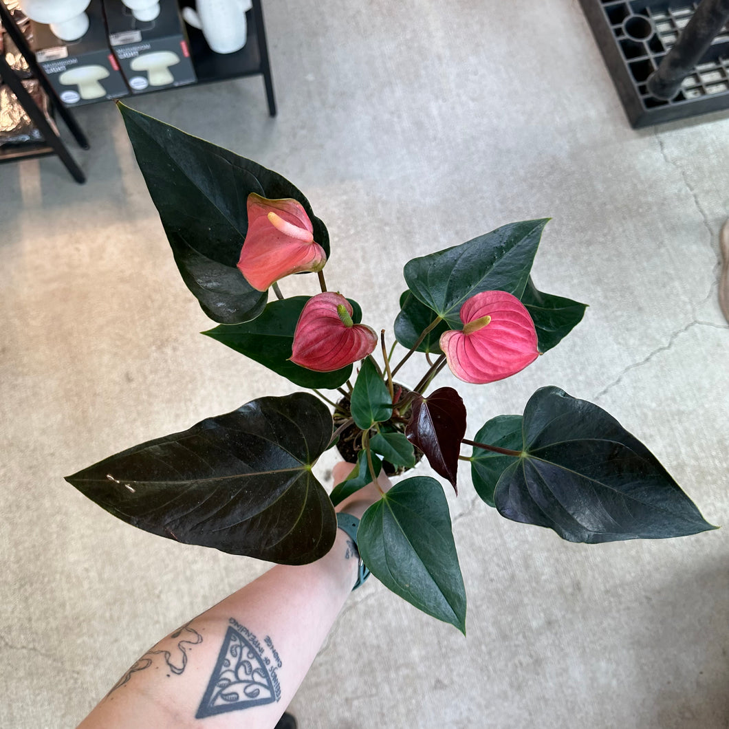 anthurium coral champion Anthurium 'Rainbow Champion' 4" – Kent East Hill Nursery