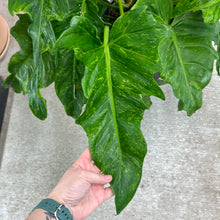 Load image into Gallery viewer, Philodendron Golden Dragon 8&quot;