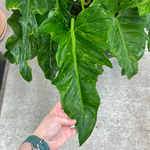 philodendron golden finger Philodendron Golden Dragon 8" – Kent East Hill Nursery