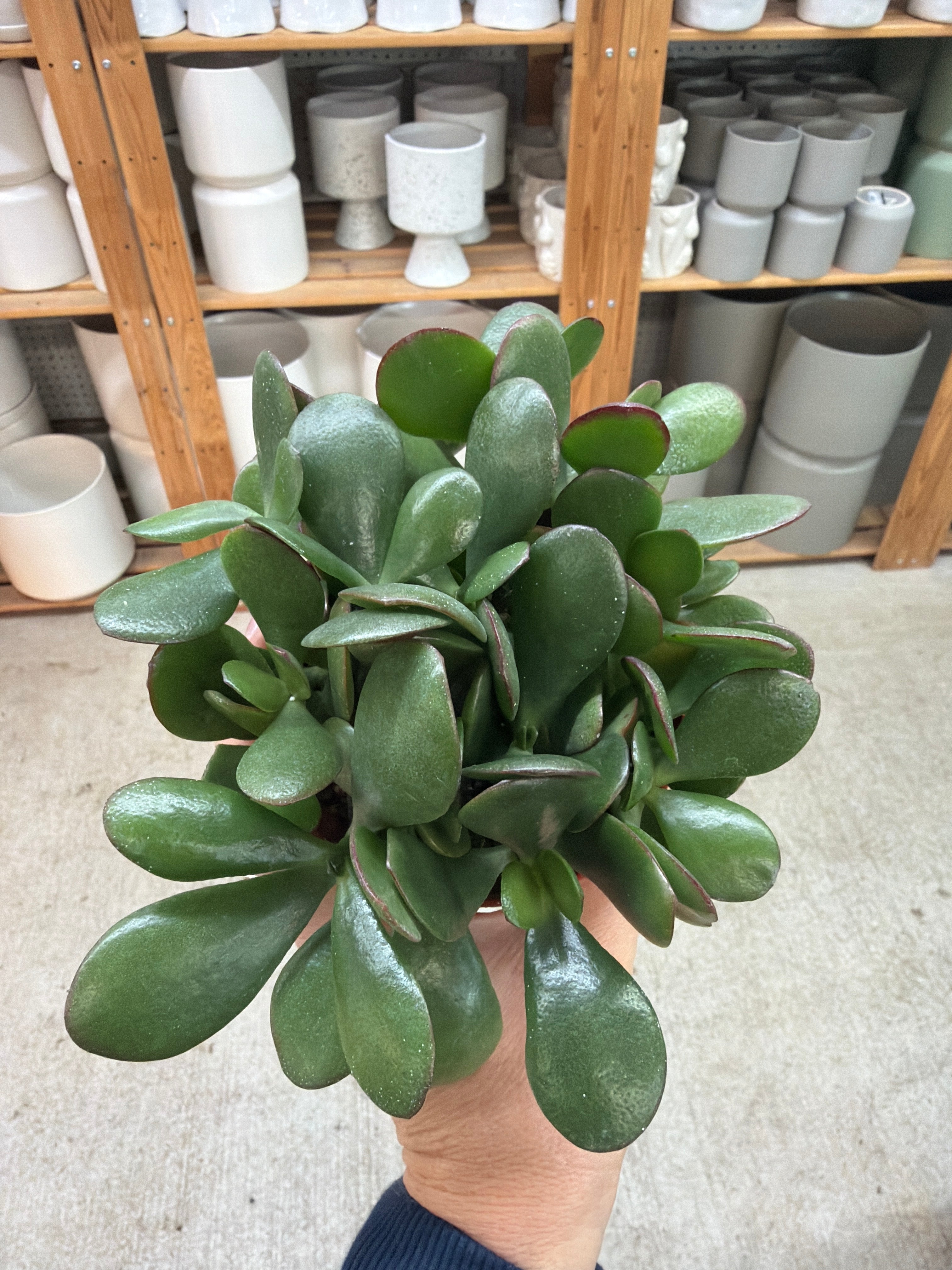 jade plant price in nursery Crassula ovata sp. 4"