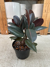 Load image into Gallery viewer, Ficus decora 'Burgundy' 8" - Burgundy Rubber Tree