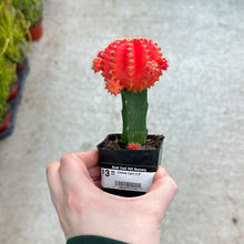 Load image into Gallery viewer, Grafted Cacti 2.5&quot;