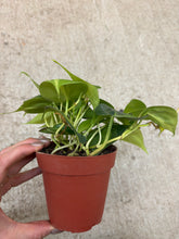 Load image into Gallery viewer, Philodendron Brasil 4"