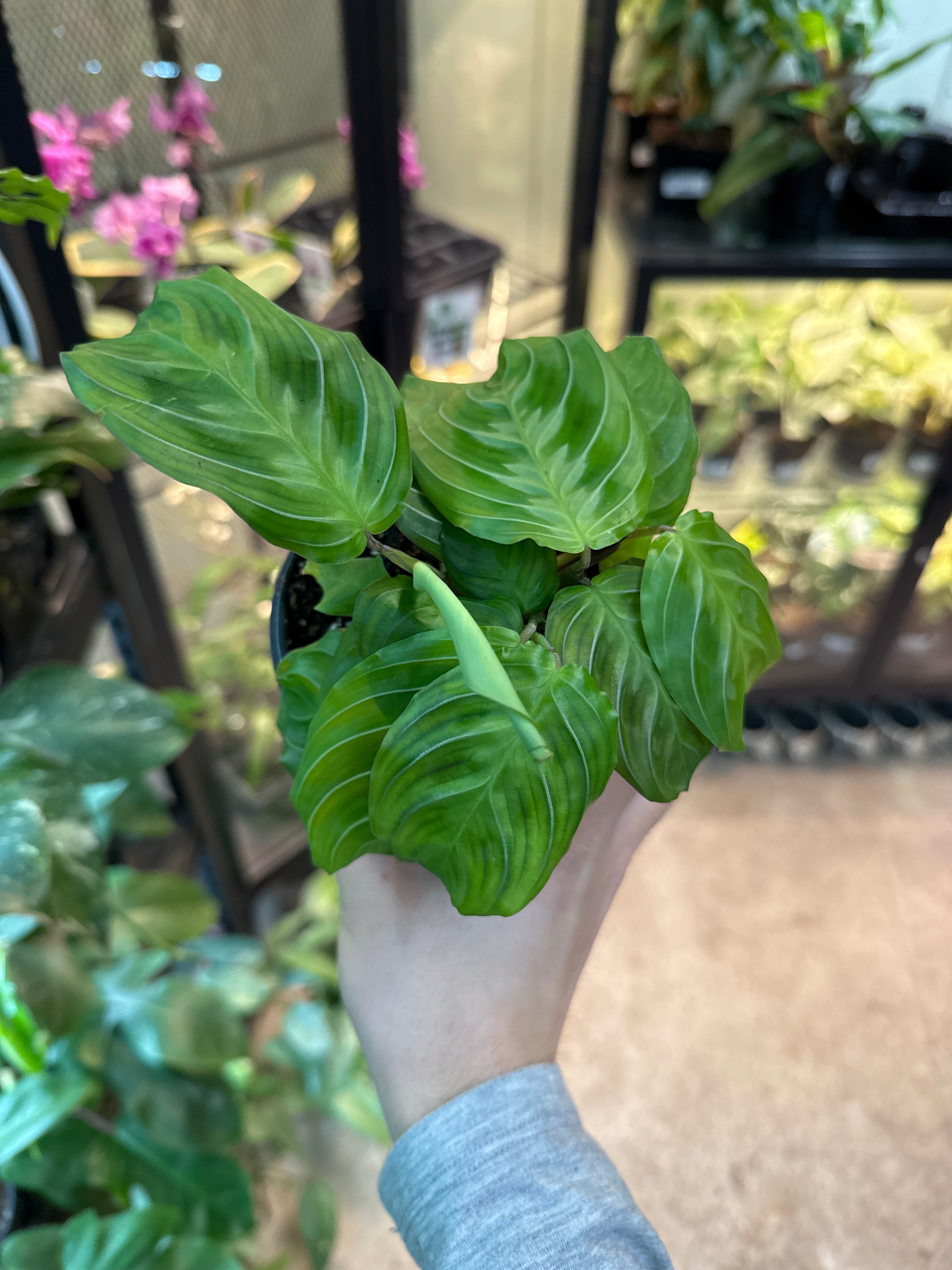 black maranta prayer plant Maranta leuc. Massangeana 4"