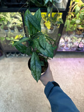Load image into Gallery viewer, Hoya crassipetiolata Super Splash 4&quot;