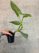 Load image into Gallery viewer, Philodendron 'Silver Sword' 4"