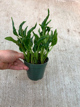 Load image into Gallery viewer, Epipremnum aureum &#39;shangri la&#39; 4&quot; - Pothos