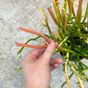 Euphorbia tirucalli 'Sticks on Fire' 6"