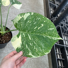 Load image into Gallery viewer, Monstera Thai Constellation 6&quot;