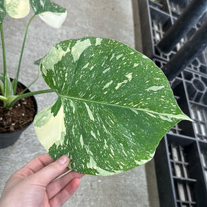 Monstera Thai Constellation 6"
