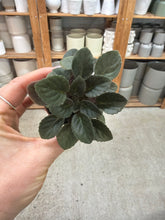 Load image into Gallery viewer, Saintapaulia sp. 2" -Collector/Speciality African Violet