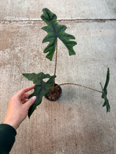 Load image into Gallery viewer, Alocasia Jacklyn 4&quot;