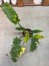 Load image into Gallery viewer, Philodendron Ring of Fire 8"