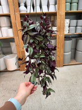 Load image into Gallery viewer, Tradescantia zebrina purple 4" HB - Inch Plant