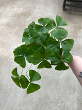 Load image into Gallery viewer, Oxalis regnellii 4&quot; - Green Shamrock