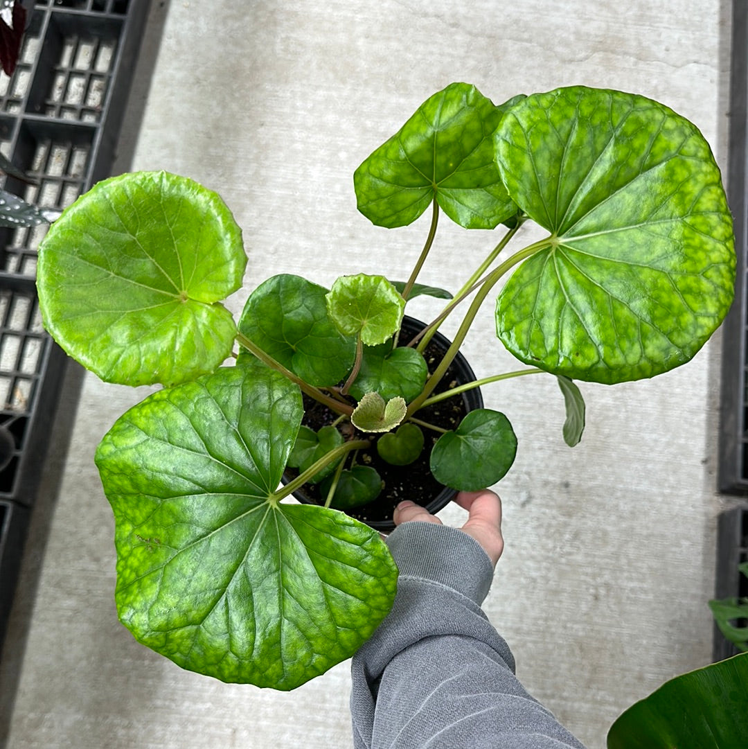 tractor seat plant indoors Farfigium japonicum 6"