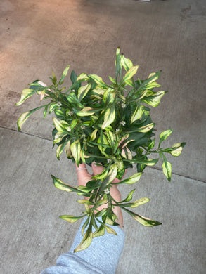 Alternanthera ficoidea 'Krinkle Red' 4