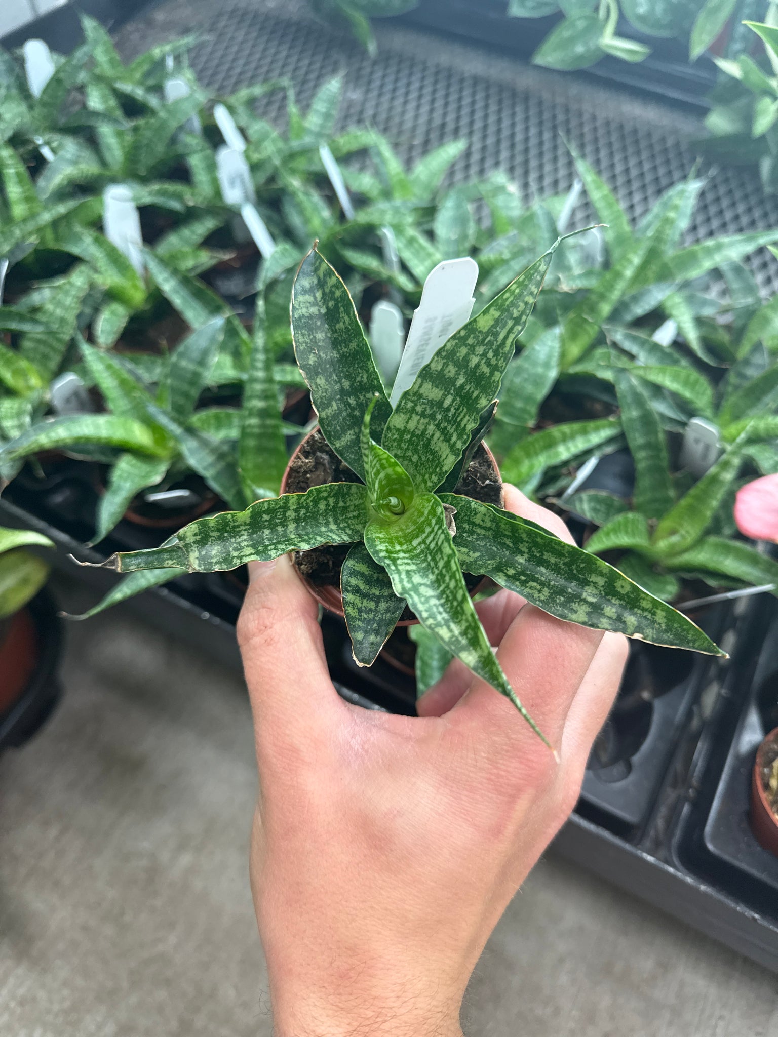 tiger plant vs snake plant Sansevieria Tiger 2"