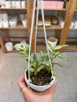 Hoya bella 'Luis Bois' 2