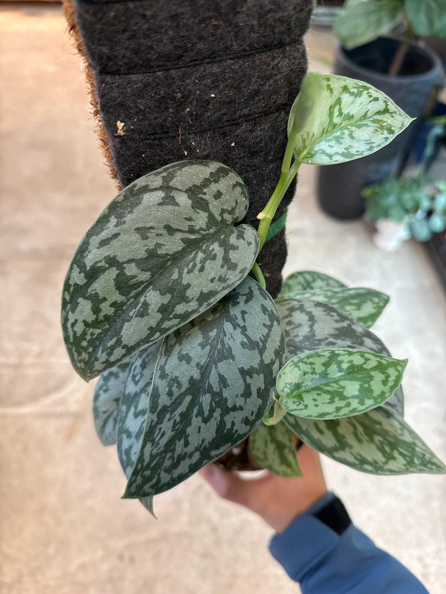 silver lady pothos for sale Scindapsus Silver Lady 4"
