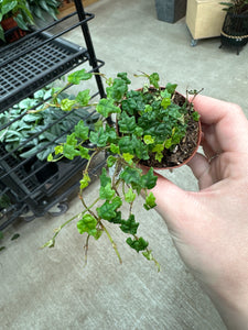Ficus Quercifolia 2" - String of Frogs