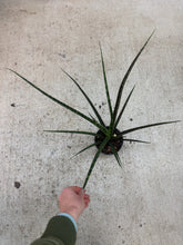 Load image into Gallery viewer, Sansevieria Mikado 6" - Snake Plant