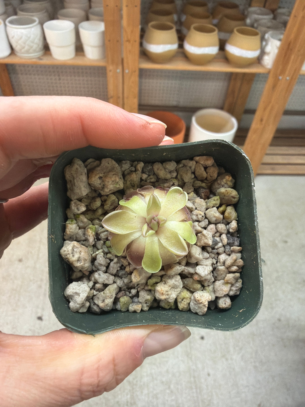 Pinguicula Ehlersiae x Mesophytica 2