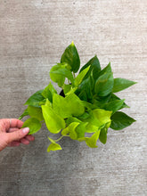 Load image into Gallery viewer, Epipremnum aureum &#39;Champs-Élysées&#39; 6&quot; - Pothos