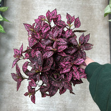 Load image into Gallery viewer, Hypoestes sp. 6&quot; - Polka Dot Plant