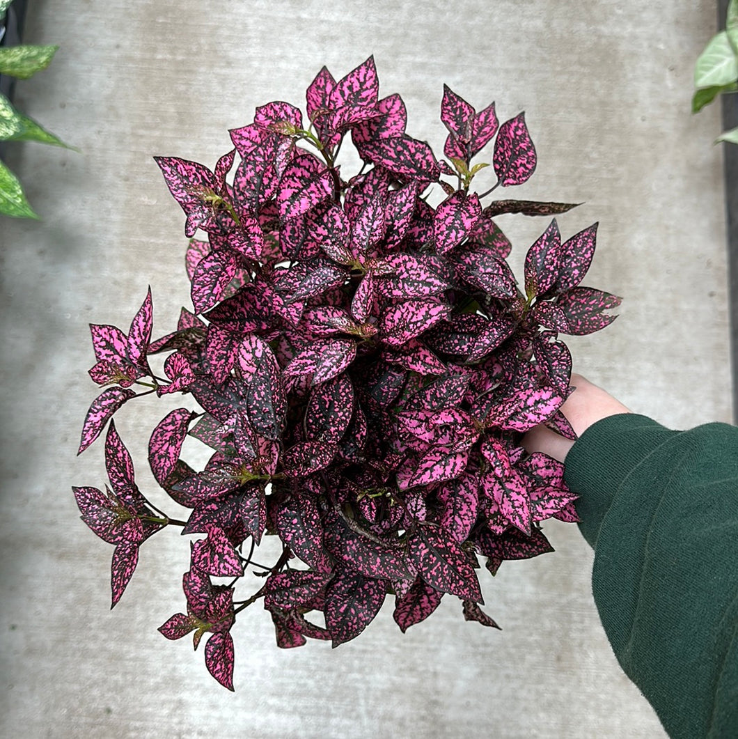Hypoestes sp. 6