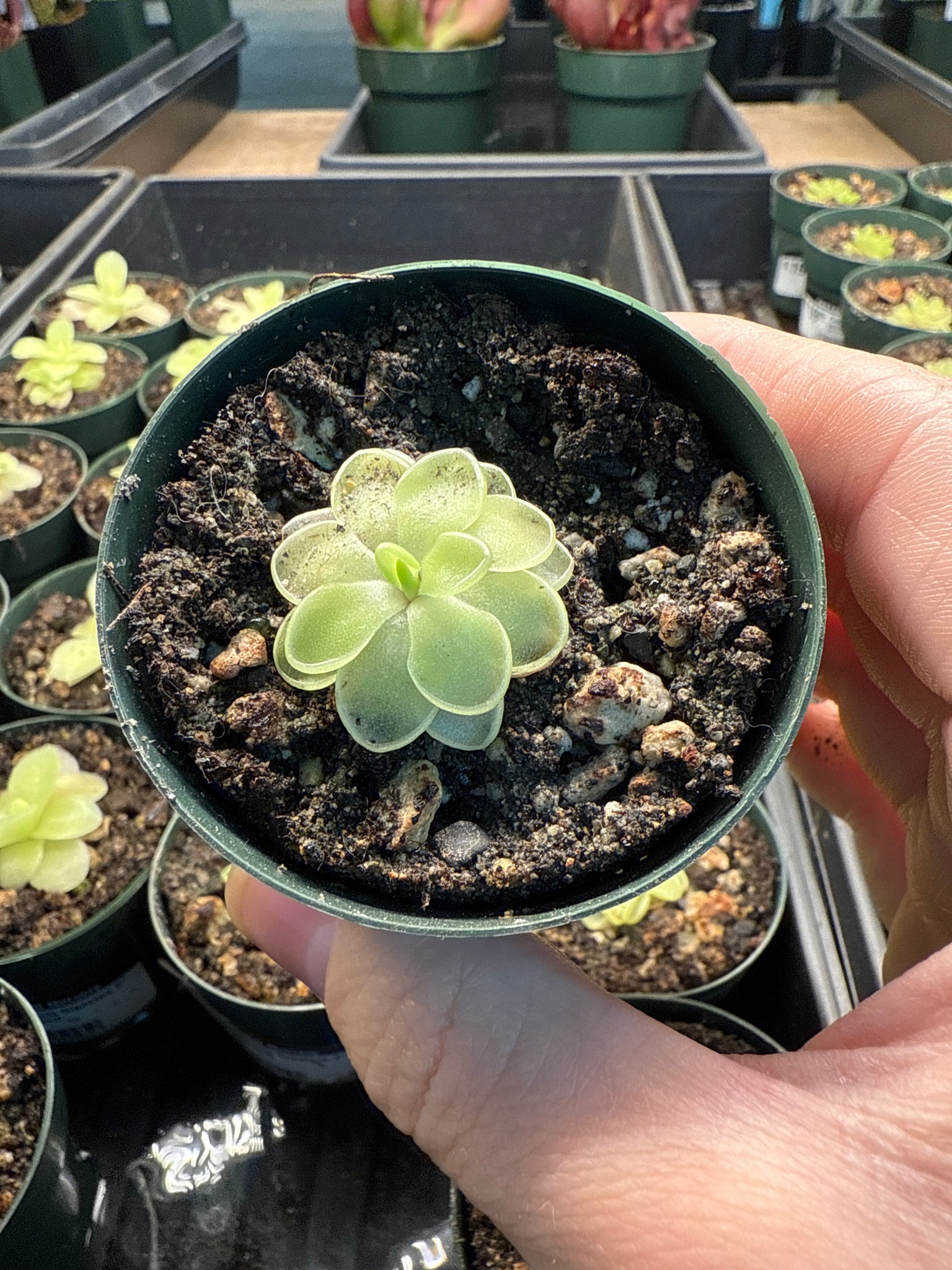 butterwort plant indoor Pinguicula Sunshine 2"